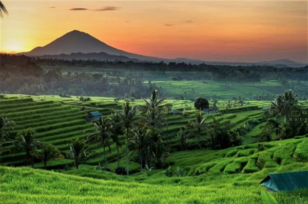 Menikmati Terasering Sawah Yang Memukau Di Desa Wisata Jatiluwih Bali