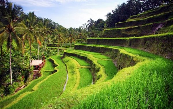 Indahnya Hamparan Sawah Terasering Tegallalang Ubud - Turisian.com