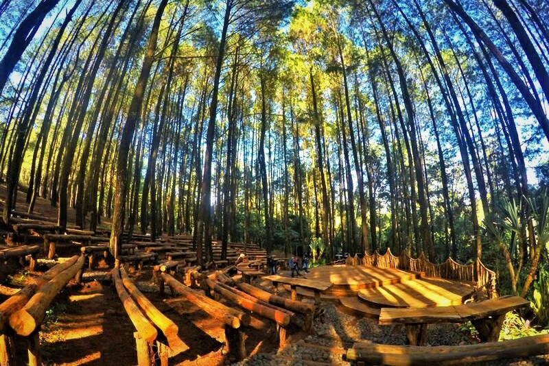 Hutan Pinus Mangunan Yogyakarta