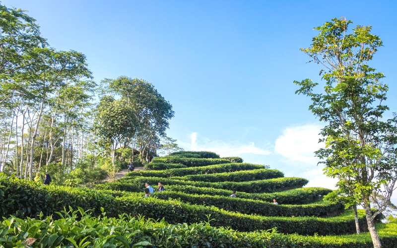 Agrowisata di Bukit Manoreh