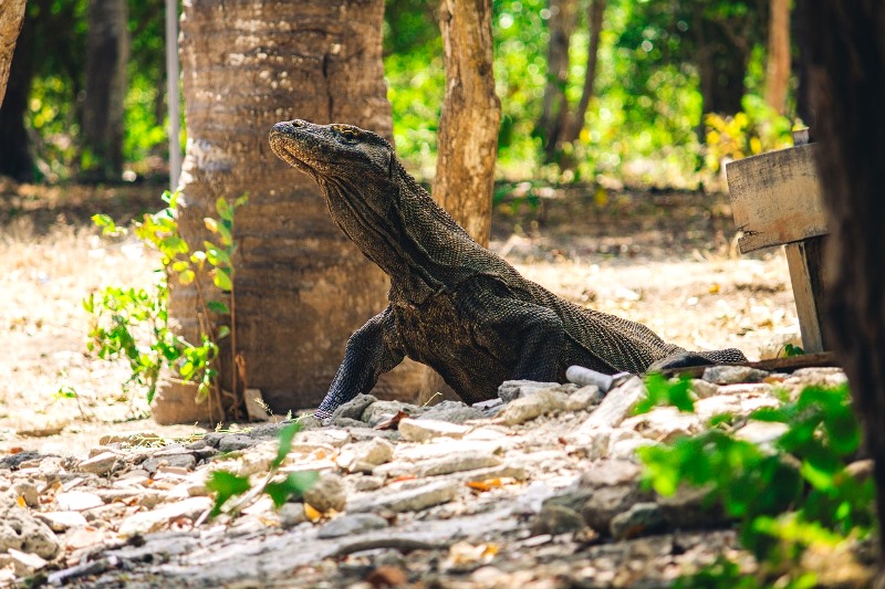 Taman Nasional Komodo