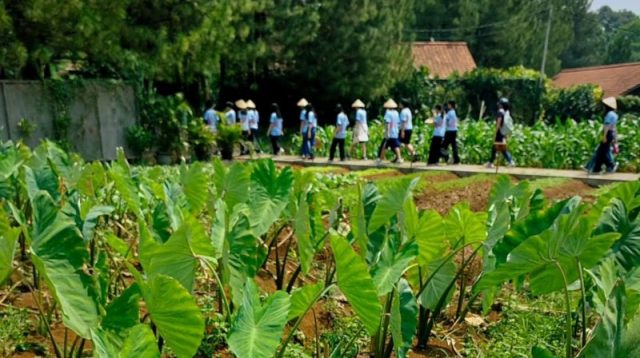 Kuntum Farmfield