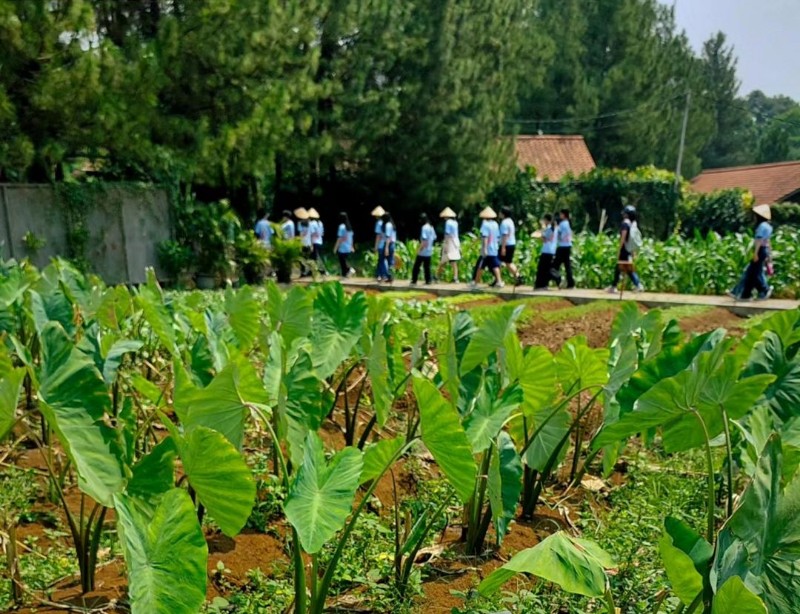 Kuntum Farmfield