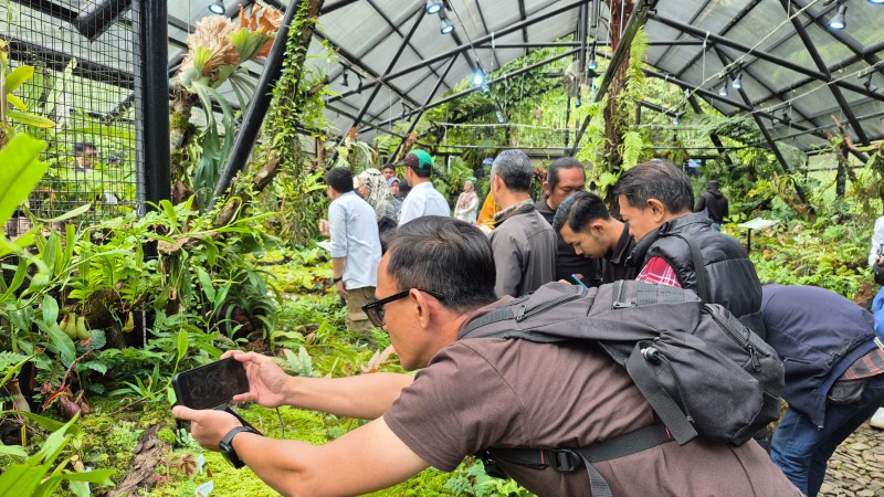 Rumah Kaca Nepenthes