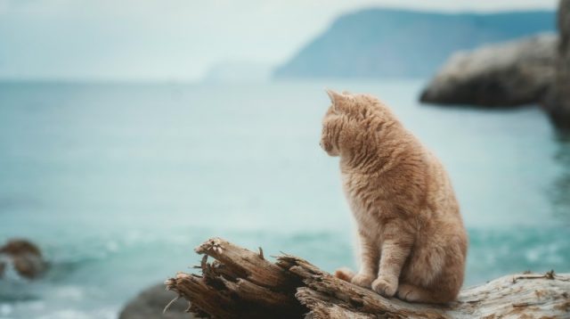 Pulau Kucing