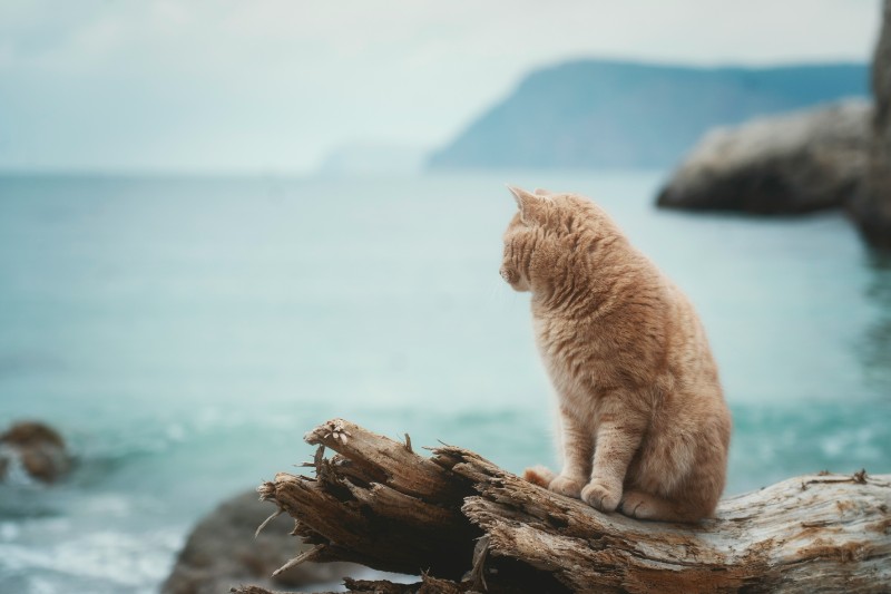Pulau Kucing