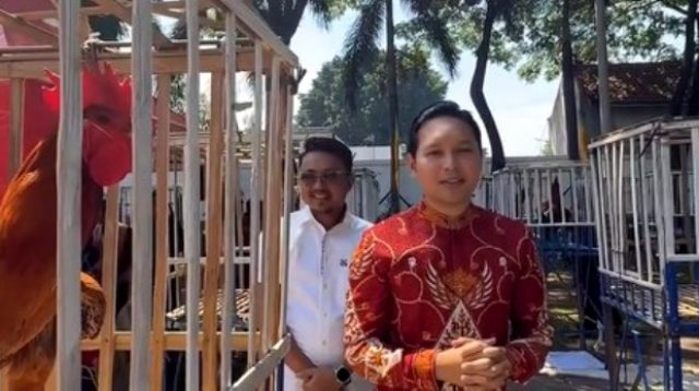 Kontes ayam pelung