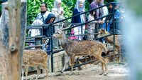 tutup sementara Kebun Binatang