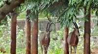 Ragunan