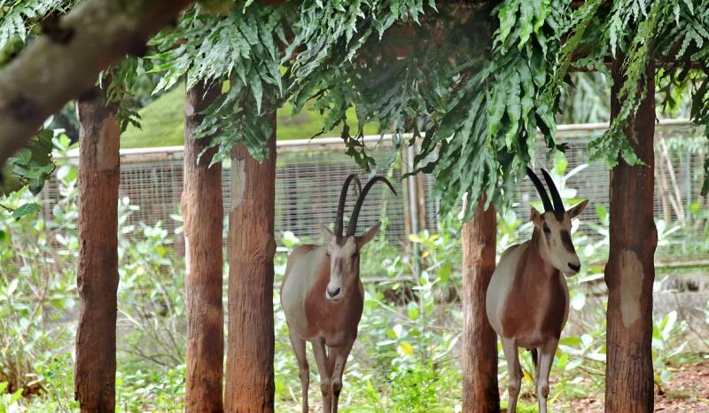 Ragunan