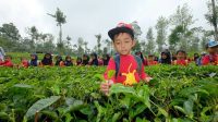Agro Wisata Tambi