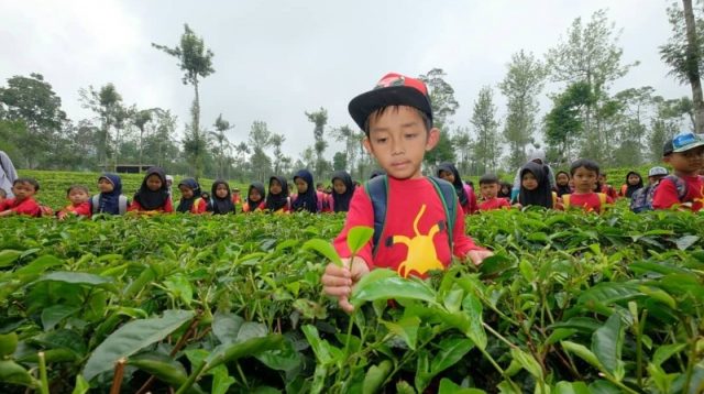 Agro Wisata Tambi