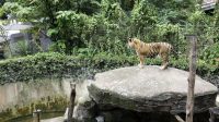 Bandung Zoo1 Masa Liburan Lebaran