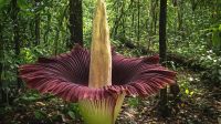 Bunga bangkai Bunga Bangkai Raksasa