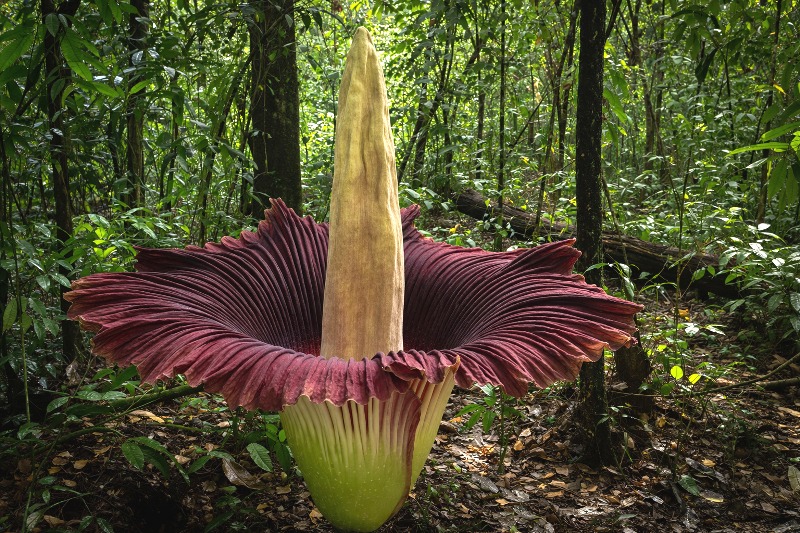 Bunga Bangkai Raksasa