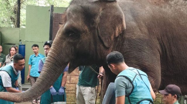 satwa eks Kebun Binatang