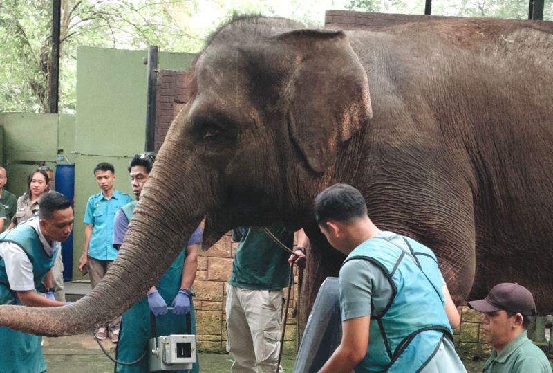 satwa eks Kebun Binatang