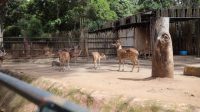 Bonbin Bandung Pemkot Bandung